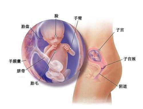 试管婴儿流程：怀孕最早多久可以查出来过来人