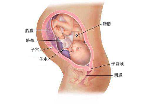 上海代孕地址_代孕妇能吃萝卜吗？代孕期间应慎吃白萝卜  