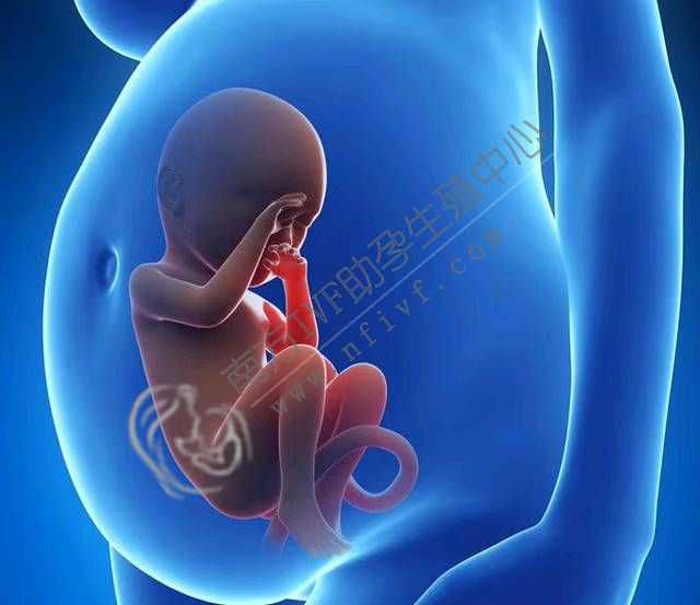 北京代孕试管成功率_试管婴儿早产的原因有哪些_试管婴儿胚胎停育的